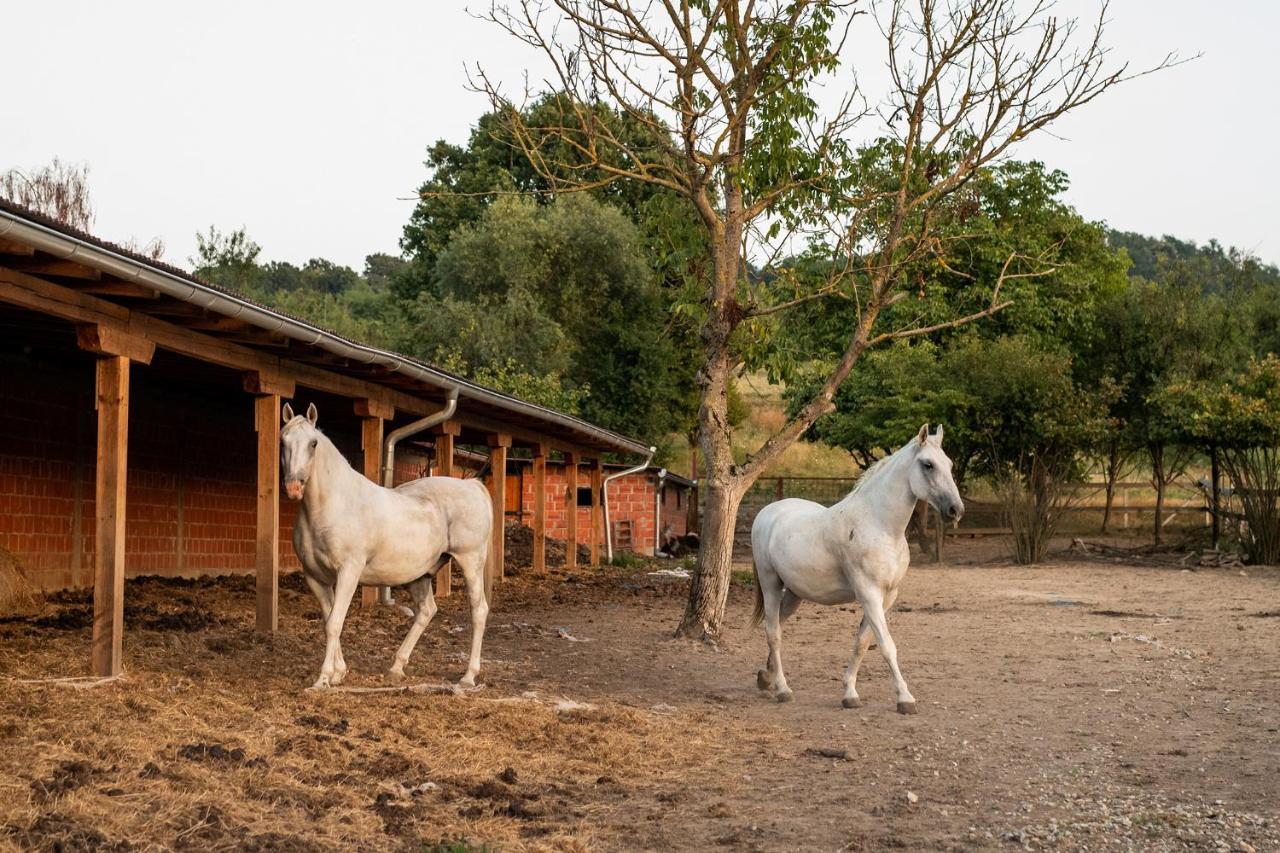 Salas 318 - B&B Farm Experience Brodski Drenovac Esterno foto